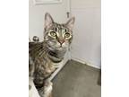 Adopt Sadie aka Sassy (Calico Tabby) - $70 a Domestic Short Hair