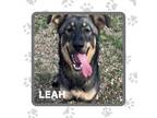 Adopt Leah a German Shepherd Dog