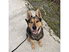 Adopt Heidi a German Shepherd Dog, Husky