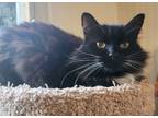 Adopt Molly a Domestic Long Hair