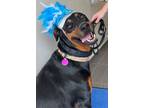 Adopt Beth 3241 a Doberman Pinscher