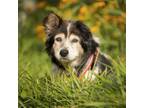 Adopt BettyAnn a Collie