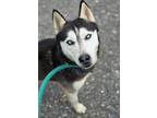 Bernard Husky Adult Male