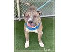 LINC American Pit Bull Terrier Adult Male