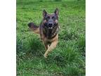 Blanche German Shepherd Dog Adult Female