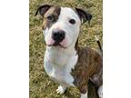 Duke American Pit Bull Terrier Adult Male