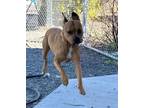 Lottie Boxer Adult Female