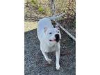 Kingsley American Pit Bull Terrier Adult Male