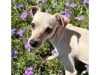 Elodie Chihuahua Young Female