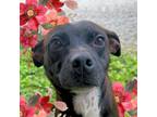 Adopt Amera a Mixed Breed
