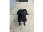 Adopt Marie a Mixed Breed