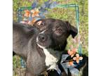 Adopt Smiley a Mixed Breed