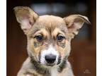 PUPPY JESSICA Australian Shepherd Puppy Female