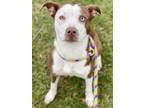 Naomi Border Collie Adult Female