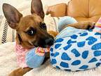 Bagel Lee Chihuahua Puppy Female