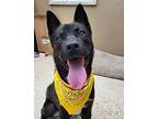 Lucas 40927 Akita Young Male