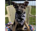 Timberwolf Australian Shepherd Puppy Male