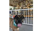 Tucker (IN FOSTER) Mastiff Senior Male