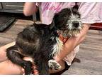 Beatrice Lee Schnauzer (Standard) Puppy Female