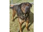 Eclipse Shar Pei Adult Male