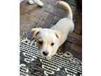 Rachel Terrier (Unknown Type, Medium) Puppy Female