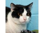 Ink Domestic Shorthair Young Male