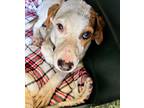Eggs Mixed Breed (Medium) Puppy Female