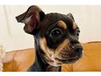 Aspen Russel Chihuahua Puppy Female