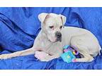 Elsa Boxer Senior Female
