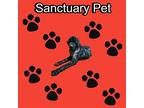 Maggie Beana Beana Beans Newfoundland Adult Female