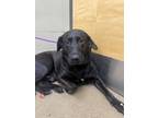 Bishop Labrador Retriever Adult Male