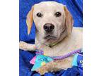 Roger Beagle Young Male