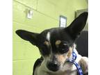 Princess Chihuahua Adult Female