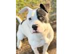 Oliver American Pit Bull Terrier Puppy Male