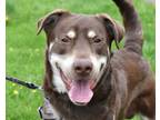 BRAXTON Labrador Retriever Young Male