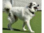 Loki Great Pyrenees Adult Male