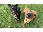 Caterpillar Obedient Family Dog Labrador Retriever Adult Male