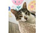 Geese A Laying Domestic Shorthair Young Female