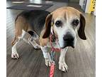 Rocky Beagle Adult Male