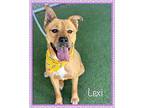 LEXI Carolina Dog Adult Female