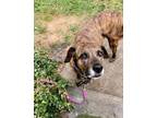 Adopt Blanche a Pit Bull Terrier