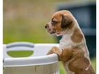 Scrabble Catahoula Leopard Dog Puppy Female