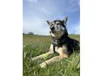 Clover Husky Adult Female