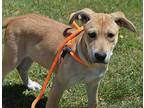 Ryder Shepherd (Unknown Type) Puppy Male