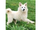 Liza White American Eskimo Dog Young Female