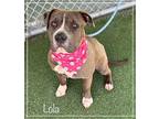 LOLA American Bulldog Adult Female