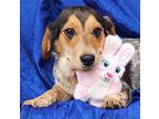 Dorothy Beagle Young Female