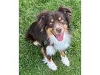 Wyatt Australian Shepherd Puppy Male