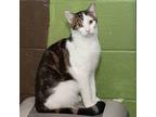 Jet Domestic Shorthair Young Male