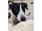 Bodie 38478 Labrador Retriever Adult Male